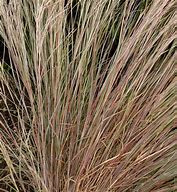 Image result for Schizachyrium scoparium Prairie Blues