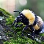 Image result for Bumblebee Bat Plush