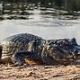 Image result for The Largest Reptile in the World
