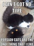 Image result for Angry Persian Cat Memes