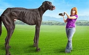 Image result for The World's Biggest Dog