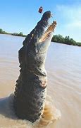 Image result for Big Croc