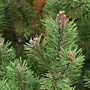 Billedresultat for Pinus mugo Miniglobus