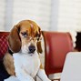 Image result for Dog Working at Computer