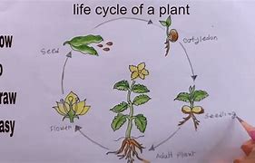 Image result for Cycle of Plants