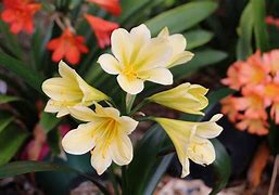 Image result for clivia