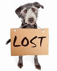 Image result for Lost Puppy