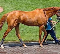 Image result for Thoroughbred Foal