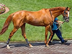 Image result for English Thoroughbred Horse