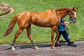 Image result for Wild Thoroughbred Horse