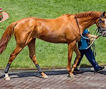 Image result for Thoroughbred Race Horse Racing