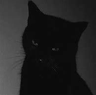 Image result for Black Cat Grunge