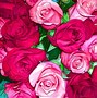 Image result for Red and Pink Roses Background