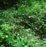 Image result for Persicaria filiformis