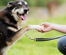 Image result for Dog Hand Up