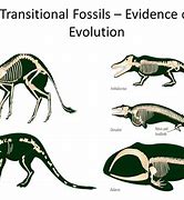 Image result for Evidence of Evolution