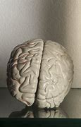Image result for Pic of Human Brain