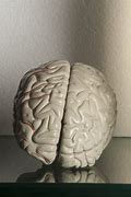 Image result for Brain Image