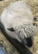 Image result for Sheep Loafing