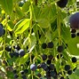 Image result for Chionanthus virginicus