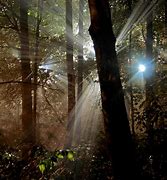 Image result for Nature Night. View