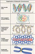 Image result for DNA Genes and Chromosomes
