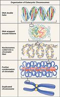 Image result for Chromosome Condensation