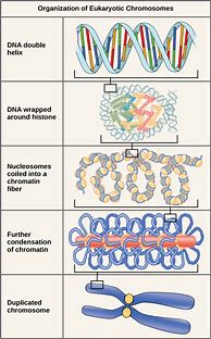 Image result for DNA Gene Chromosome Cell