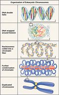 Image result for Difference Between Genes and Chromosomes