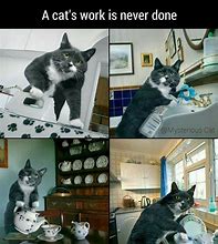 Image result for Cute Cat Memes About Work