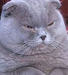 Image result for Gray Cat Meme
