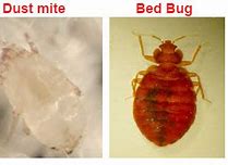 Image result for Carpet Beetle and Bed Bug Difference
