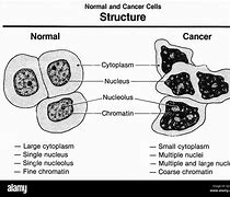 Image result for Cancer Cell Structure