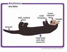 Image result for Sea Otter Anatomy