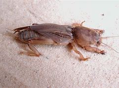 Image result for Tawny Mole Cricket