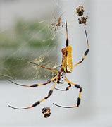 Image result for What Is the Biggest Spider in North Carolina