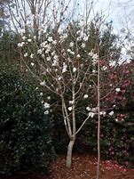 Image result for Magnolia loebneri Vanilla Pearls