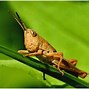 Image result for Cricket Animal Playing Golf