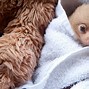 Image result for Cool Sloth