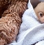 Image result for cute baby sloth