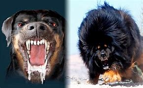 Image result for Most Dangerous Dogs in the World