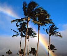 Image result for Rainbow Palm Tree