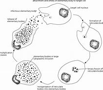 Image result for Chlamydia Infection On Skin