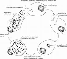 Image result for Chlamydia Drawing