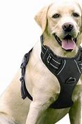Image result for Best Dog Harness for Pullers