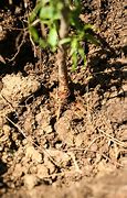 Image result for How to Plant a Fruit Tree in the Ground