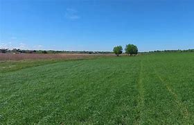 Image result for Grass Aerial