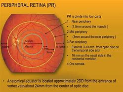 Image result for 10 Layers of Retina