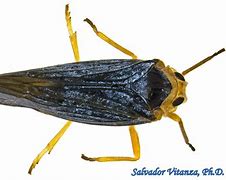 Image result for Chelidoptera Bucconidae