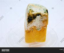 Image result for Moldy Cheddar Cheese